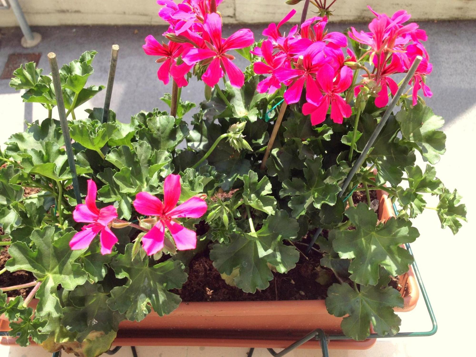 Hotel Villa Cinzia Villanova Mondovì Стая снимка